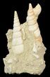 Beautiful Fossil Turritella Cluster - France #47973-1
